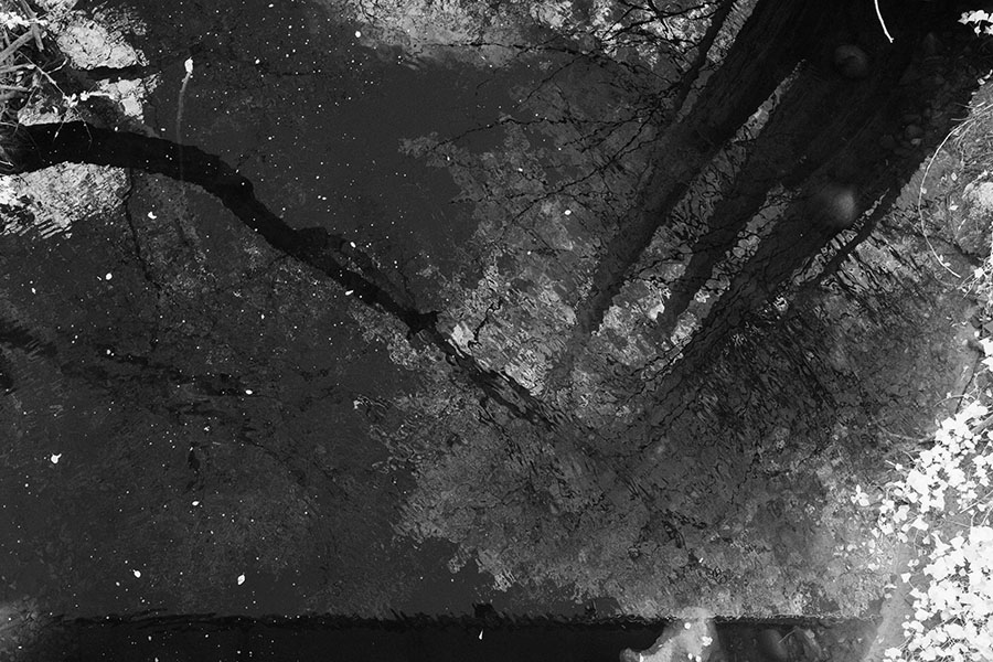 Almost Abstract Infrared and Black and White Photo of Reflection of Trees in Water